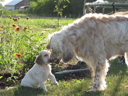 Click for large image