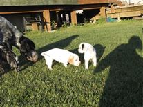 Click for large image