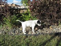 Click for large image