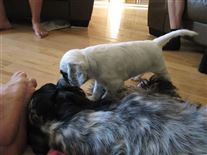 Click for large image