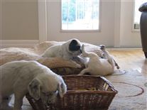 Click for large image