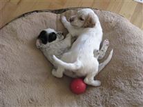 Click for large image