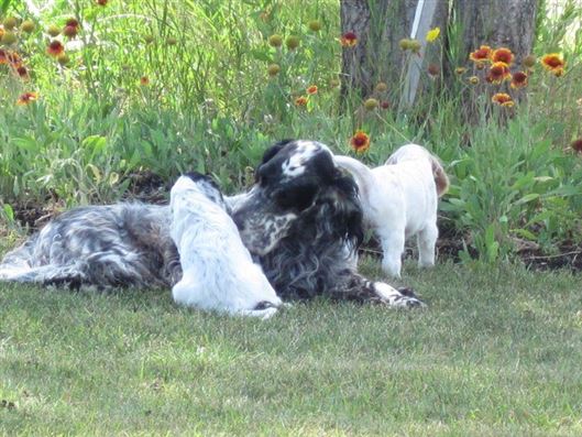 Click for large image