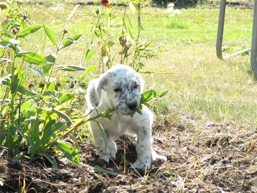 Click for large image