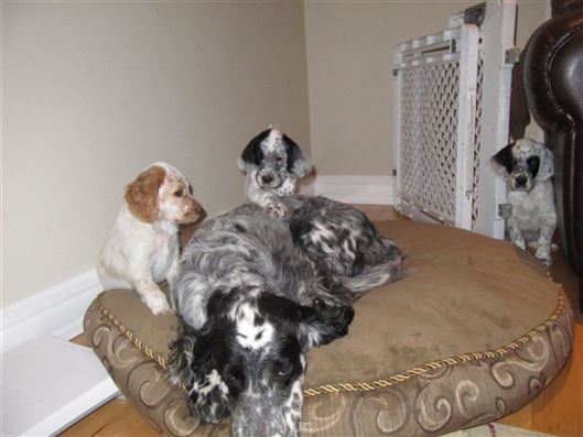 Click for large image