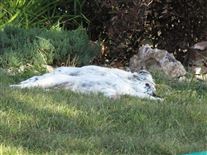 Click for large image