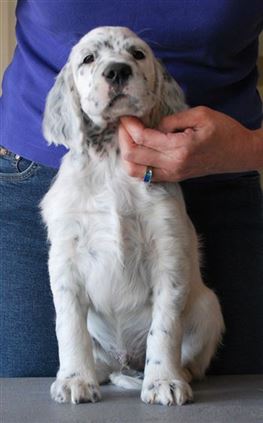 Click for large image