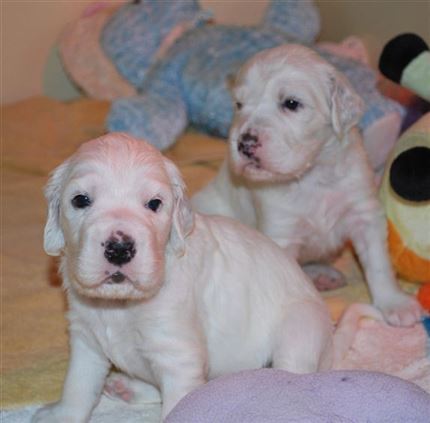 Click for large image