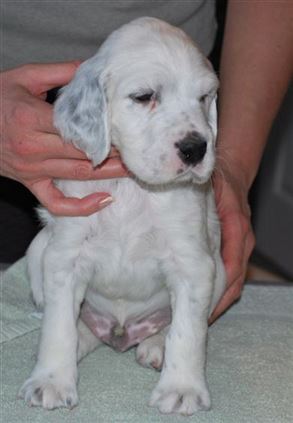 Click for large image