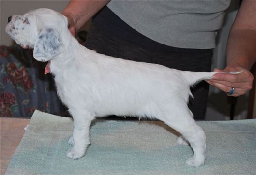 Click for large image