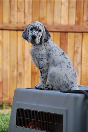 Click for large image