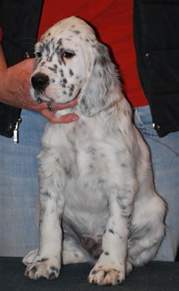 Click for large image