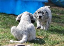 Click for large image