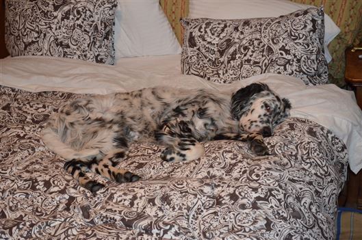 Click for large image