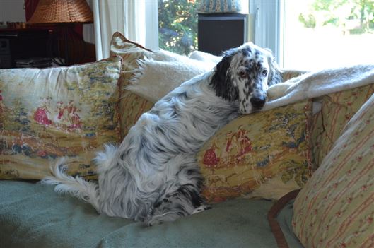 Click for large image