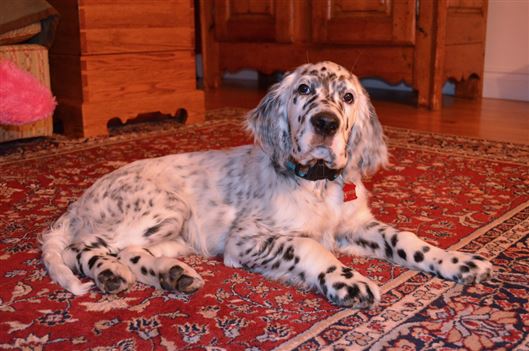 Click for large image