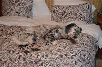 Click for large image