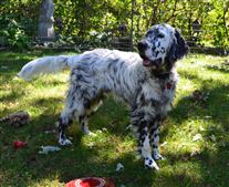 Click for large image