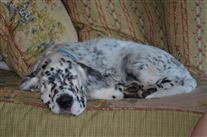 Click for large image