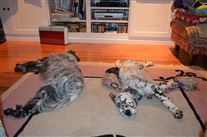 Click for large image