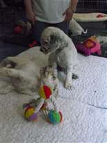 Click for large image