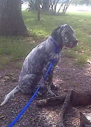 Click for large image