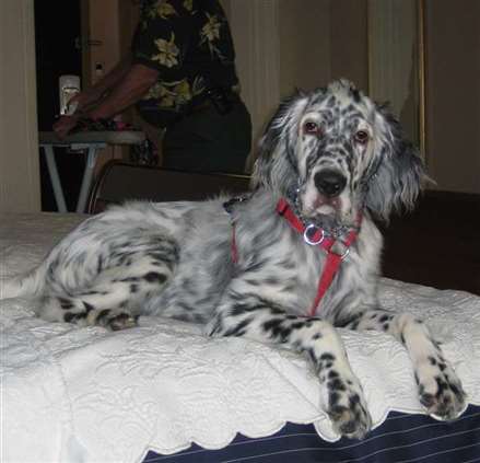 Click for large image