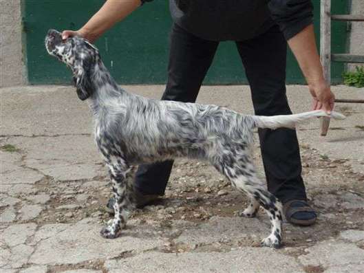 Click for large image