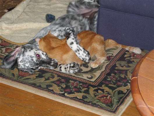 Click for large image