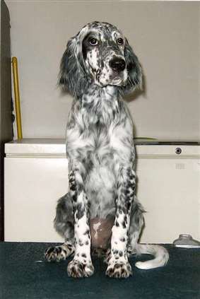 Click for large image