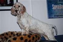 Click for large image