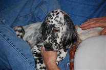 Click for large image