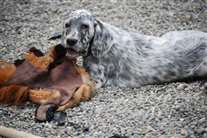 Click for large image