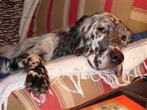 Click for large image