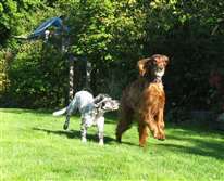 Click for large image