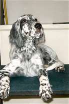 Click for large image