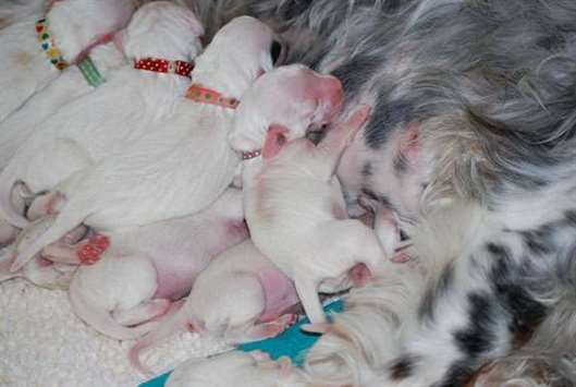 Click for large image