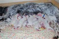 Click for large image