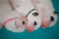 Click for large image