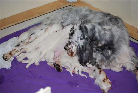 Click for large image