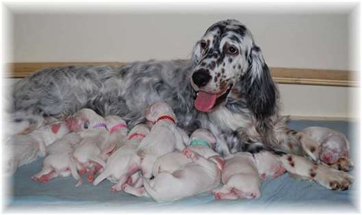 Click for large image