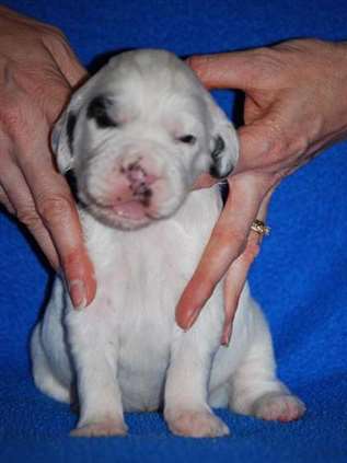 Click for large image