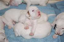 Click for large image