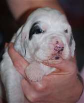 Click for large image