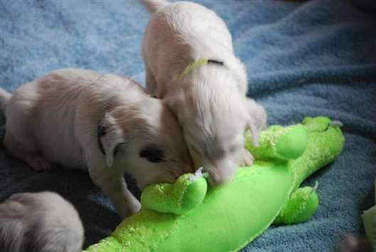 Click for large image