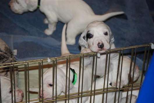 Click for large image