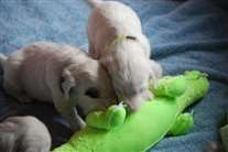 Click for large image