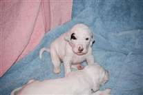 Click for large image