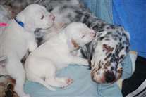 Click for large image