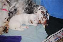 Click for large image